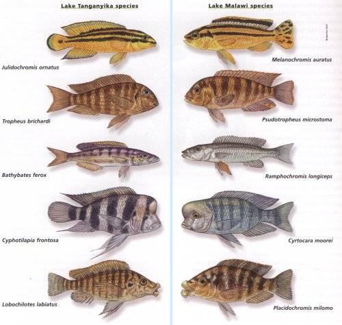 Convergence: Cichlids in African