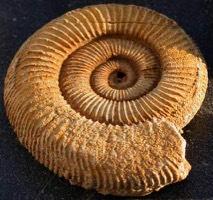 The Principle of Fossil