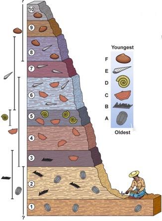 The Principle of Fossil Succession! Fossil range the first and last appearance " Each fossil has a unique range.