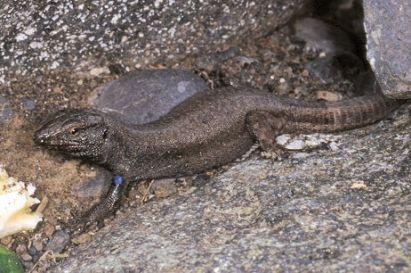Species of Gallotia lizards on the Canary