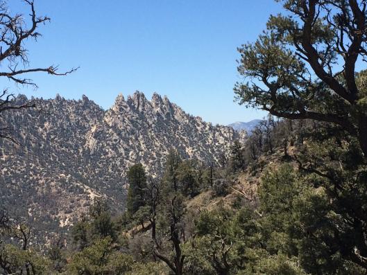 Rugged landscapes of pinyon pine.