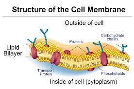 Cell Membrane Porous; made of a phospholipid