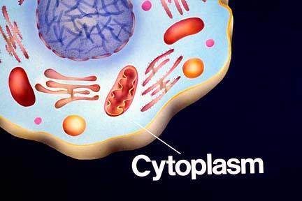 Cytoplasm Jelly-like fluid substance (cytosol) between cell