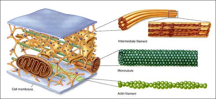 Cytoskeleton Interior cell structures that maintain the shape for the cell Composed of: Microfilaments, Intermediate filaments