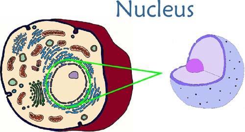 Nucleus Fully-enclosed nuclear membrane containing DNA molecules