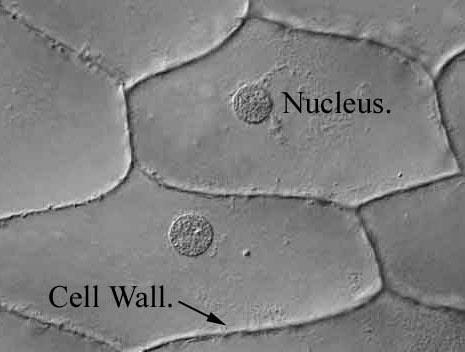 material Controls functions of cell by regulating gene