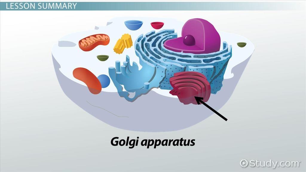 Golgi Apparatus Membrane-bound structures (cisternae); saclike Receives