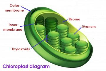 Chloroplast Inner and outer membrane Contains chlorophyl Contains