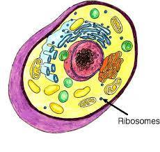 Ribosome Freely suspended in cytoplasm OR attached to
