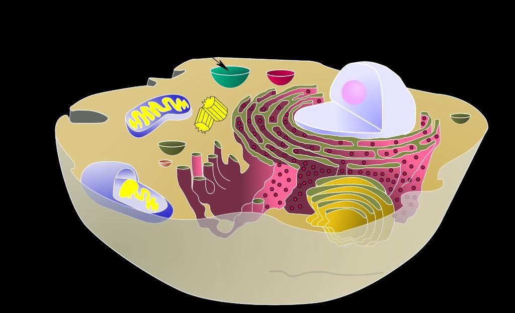 Vacuoles or Vesicles Membranes surrounding mass