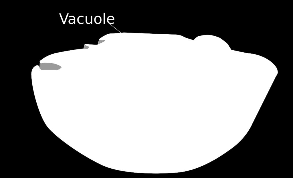 (called the Tonoplast) Vacuole - Storage site