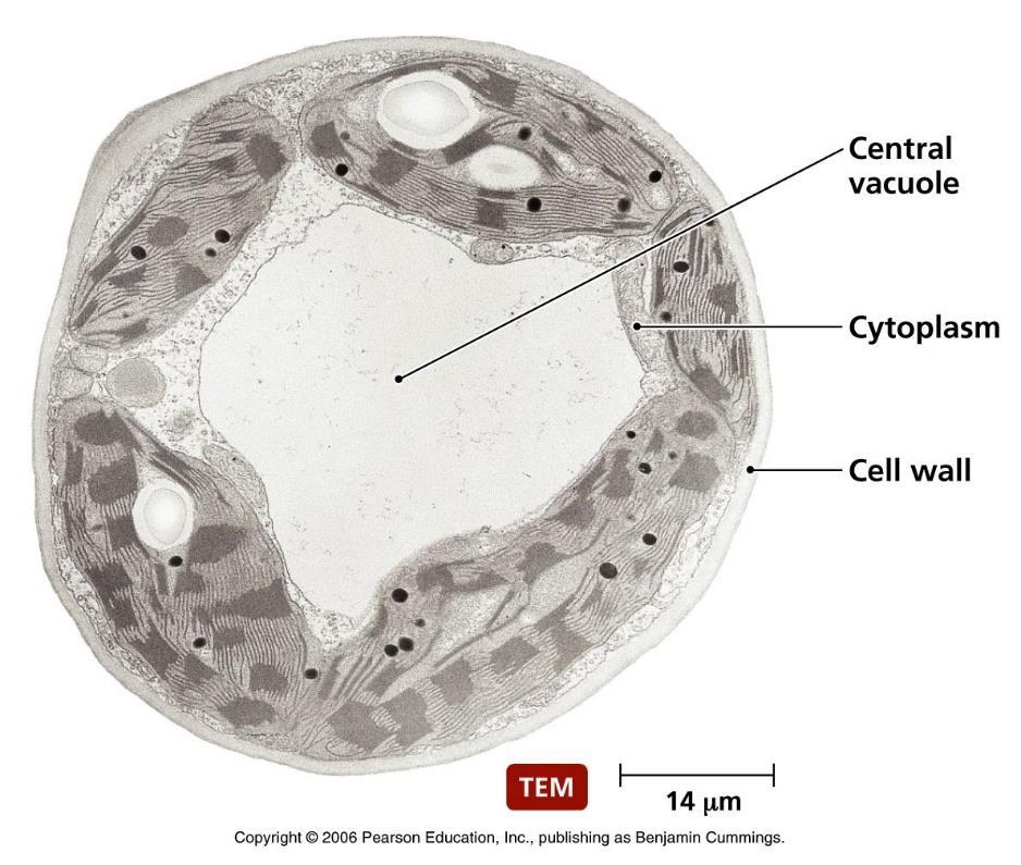 Vesicle - Transport sac within the