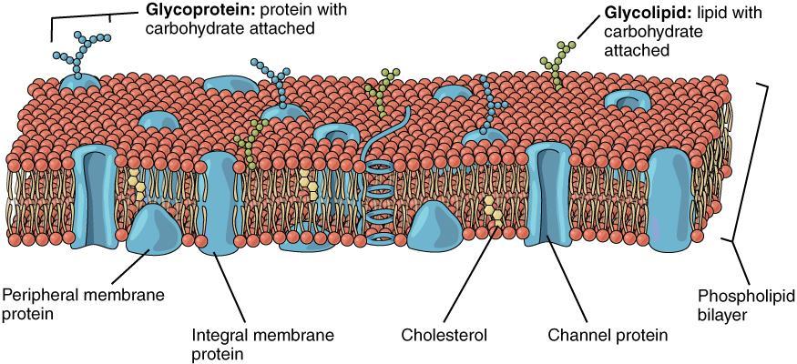 Membrane bound organelles A membrane bound organelle MUST be made of or surrounded by a membrane (phospholipid