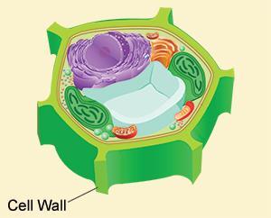 Cell Wall Porous; allows entry/exit of nutrients Made of