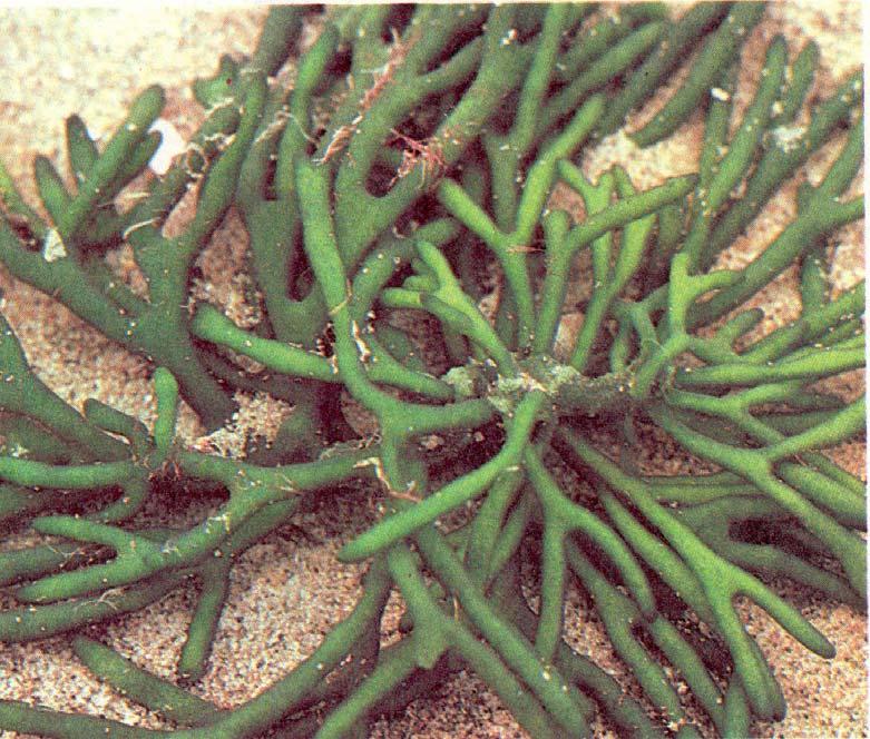 Green Algae- Chlorophyta pigments closest to land plants ie