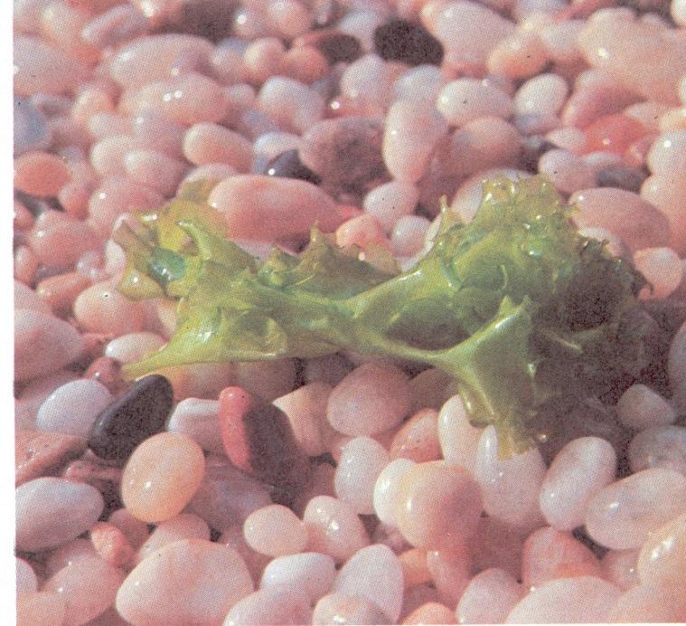 Green Algae- Chlorophyta Some Species are among most primitive Algae Sea Lettuce: 2 cells thick