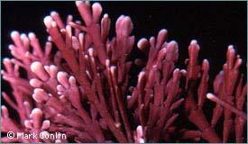 Red Algae- Rhodophyta Pigments most different from land plants ie antenna = modified