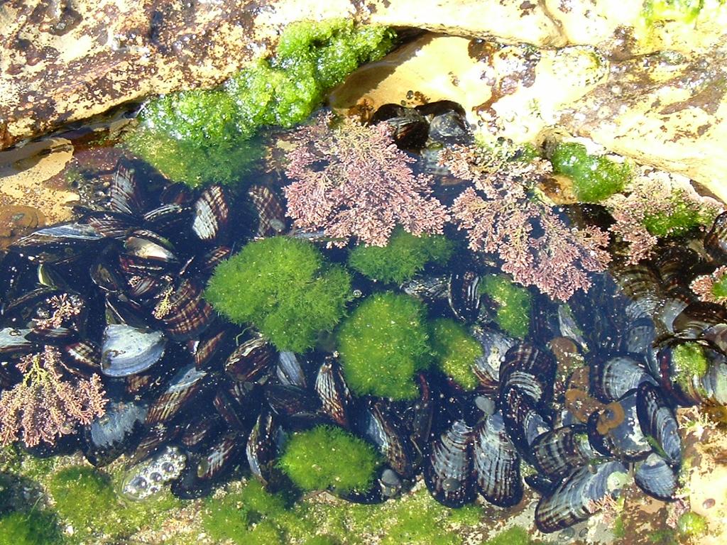 beds of mussels form major habitat