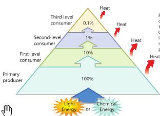 Energy in Communities An organism s rank in a feeding hierarchy is its trophic level.