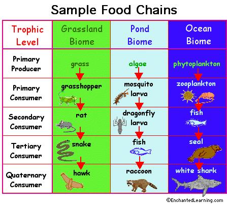 Food Chains and Webs Food chain: Linear