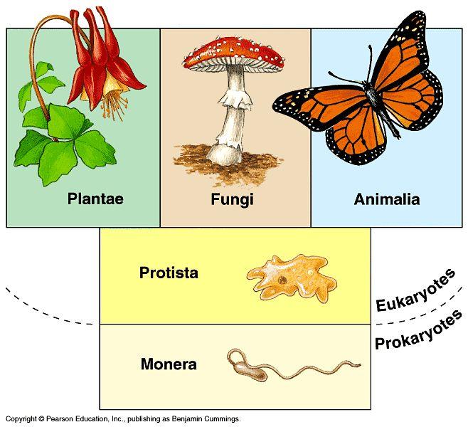 niches Classifying Life Molecular