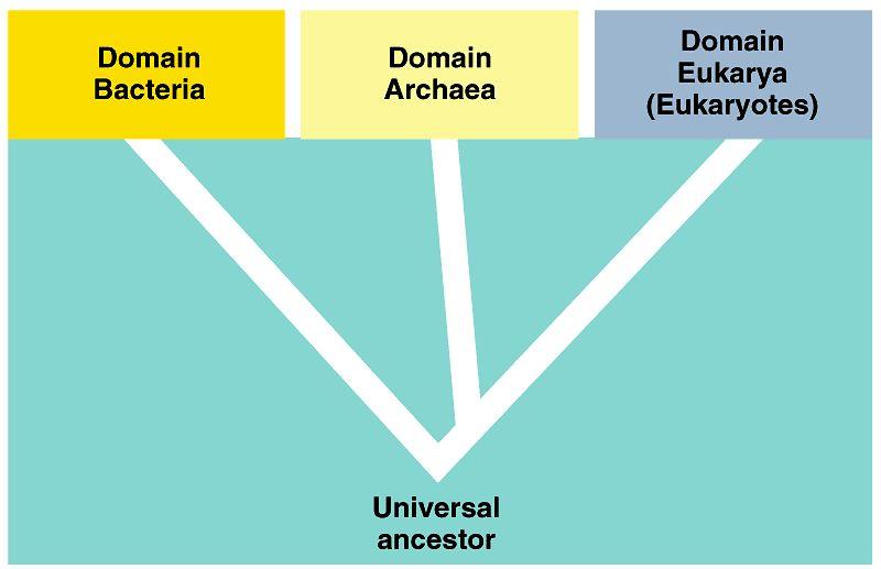 3 Domain system
