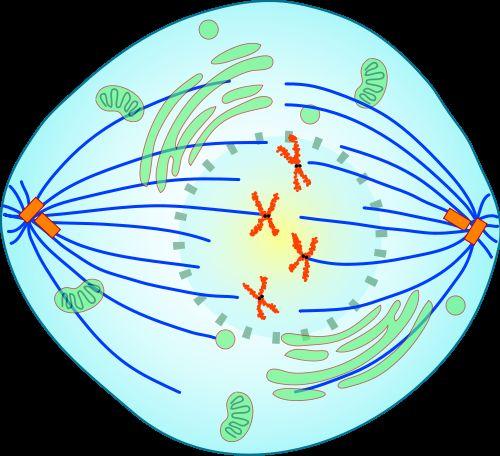 Mitotic spindles extend between the centrosomes, pushing them further apart when the microtubules lengthen.