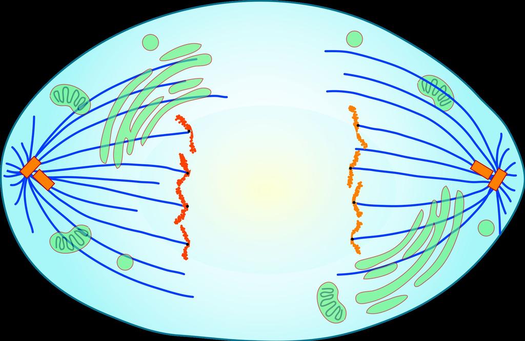 plate. This is facilitated by the counter effect of the pull of the two opposing kinetochore microtubules.