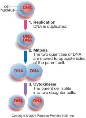Cell Division Bio 105: Cell Division Starts with DNA Replication