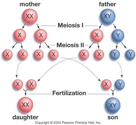 Spermatogenesis Sperm produced in male