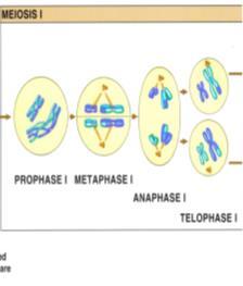 Important Concepts Know what state the cell and the chromosomes are in at the beginning and end of Mitosis Meiosis I Meiosis II Example: Are the cells haploid or diploid?