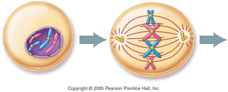 When does DNA replication take place? During what stage does the nuclear membrane breakdown?