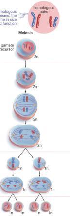 DNA replicates Meiosis Chromosomes become duplicated Cell is diploid (2n) Homologous chromosomes