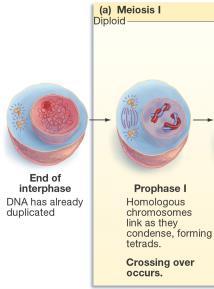 DNA is replicated Prophase I Duplicated chromosomes condense and intertwine Produces genetic