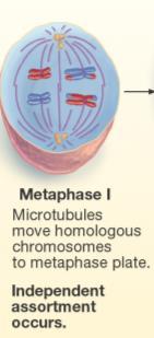 Meiosis: Prophase I Duplicated chromosomes condense and crossover Nuclear membrane breaks down 2