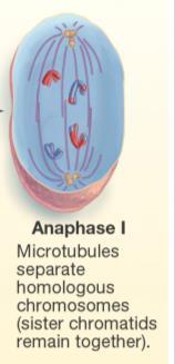 Meiosis: Anaphase I Chromosomes in the pairs are separated Different than mitosis Here the chromosomes in a pair