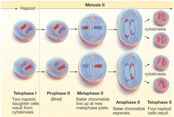 divides in half Have 2 haploid cells (1n) 23 chromosomes total Chromosomes are in duplicated form Cell now enters