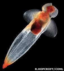 Some animals live between these worlds: Re 10-100 (and present flexible appendages) Clione Antarctica ( sea slug ), a marine mollusc which switches mobility strategy with adulthood: rowing