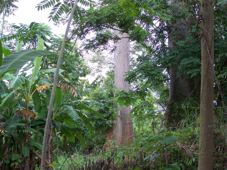 reserve Tano-Offin forest reserve (plantation