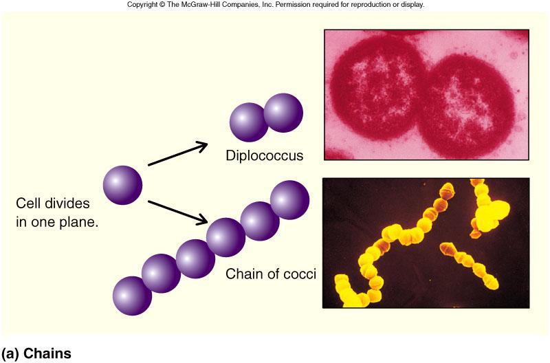 Shape of Prokaryotic Cells Division may result in pairs or chains of cells Pairs =