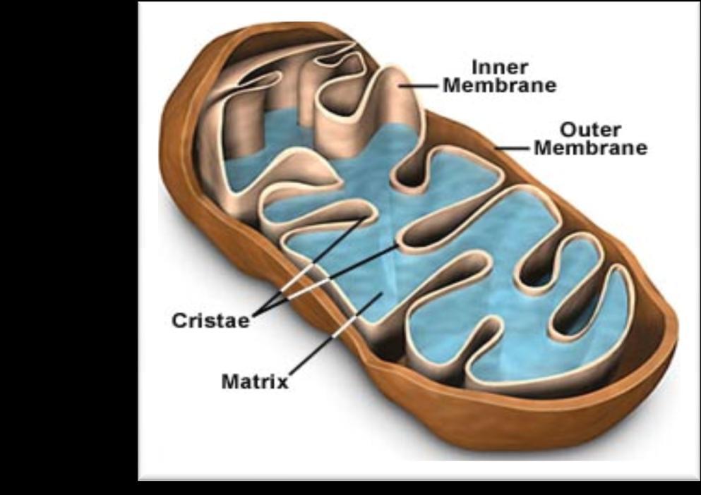 Mitochondria Major energy