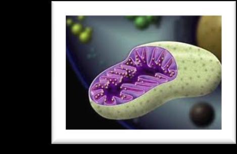 mitochondria's matrix