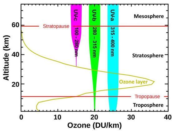 (2) Ozone depletion allows more UV-b to warm Earth Ozone depletion: a) Cools the lower stratosphere (purple line above) b) Raises the height of