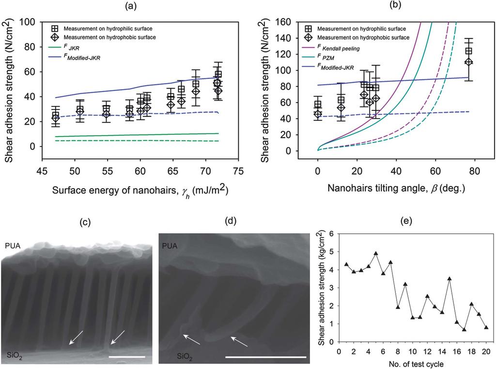 Fig. 5 (a and b) Comparison of the measured adhesion strength on hydrophilic and hydrophobic surfaces with the theoretical predictions on vertical nanohairs with variation of surface energy (a) and