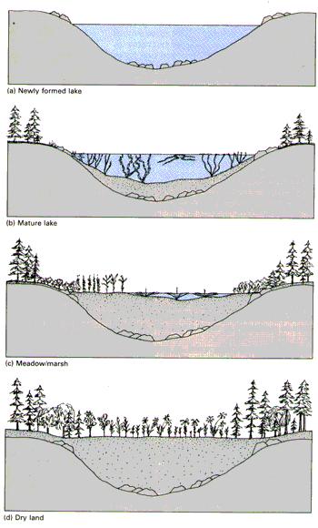 aquatic succession occurs when an area fills w/ water
