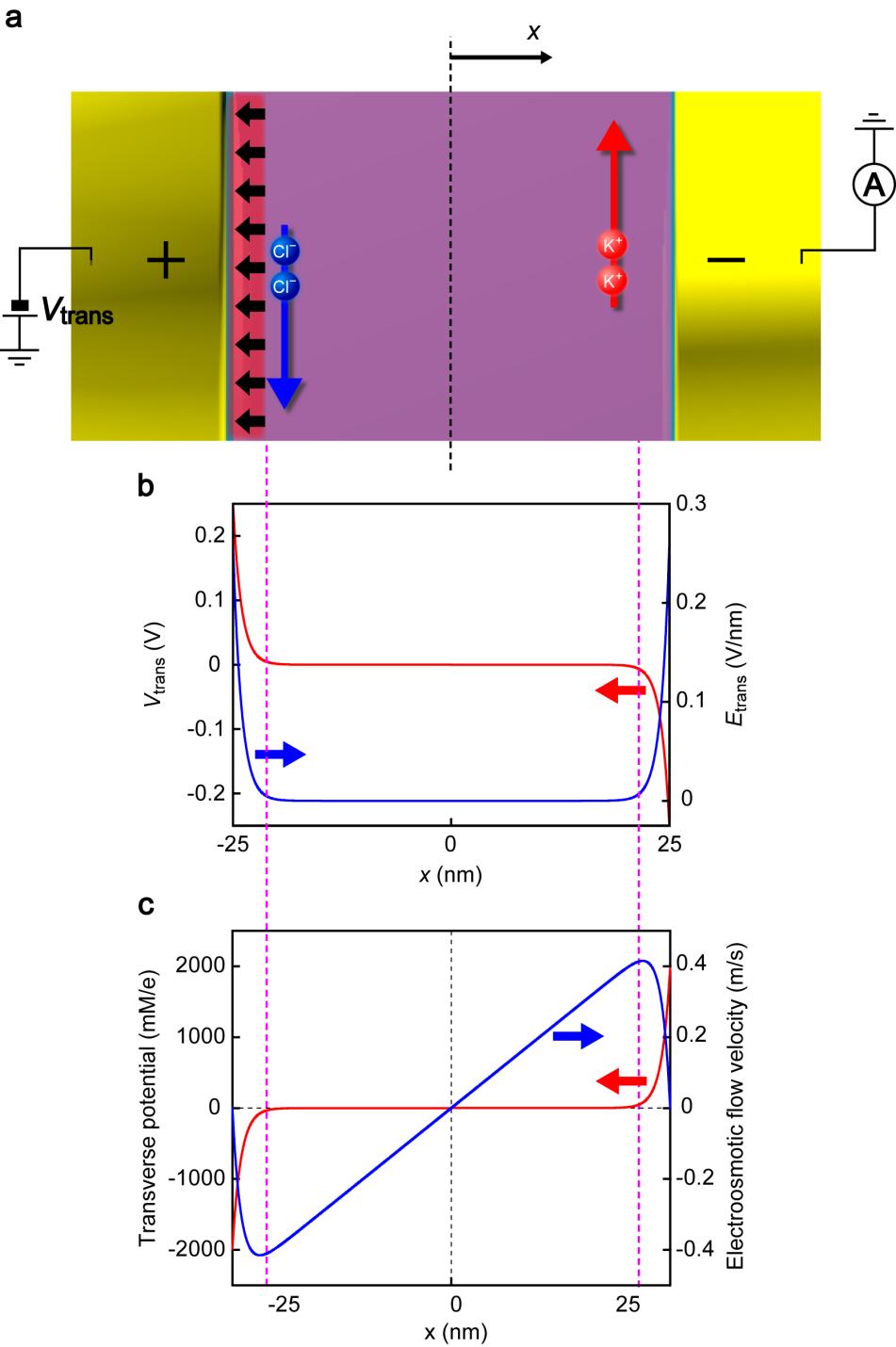 Supplementary Figure S7. Transverse electric field distribution and electroosmotic flow velocity in an electrode-embedded 50-nm channel filled with 0.1 M KCl.