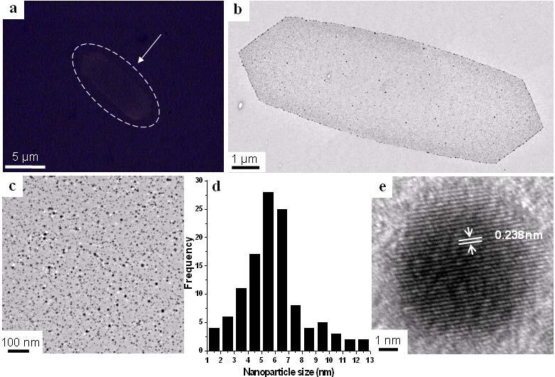 Fig. S3 Optical image showing the PCL-SH single crystal cast on a quartz substrate, which is not