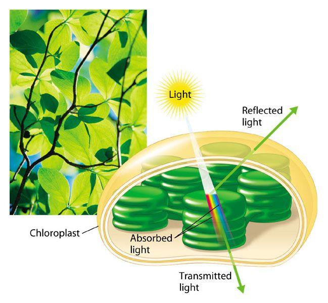 The light reactions: Certain wavelengths of visible light, absorbed by pigments, drive the