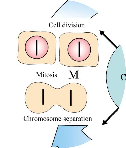 Interphase: Chromosomes duplicate and cell parts are made CONTROL