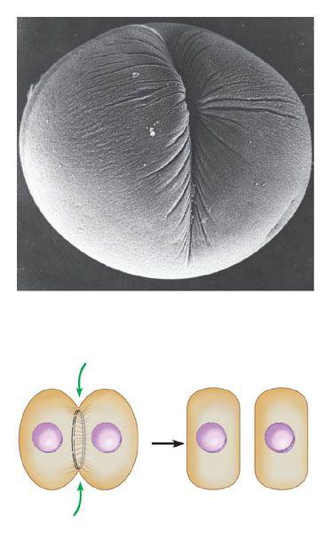 The stages of cell division: Mitosis METAPHASE ANAPHASE TELOPHASE AND CYTOKINESIS Metaphase plate Cleavage furrow Spindle Figure 8.